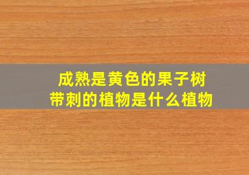 成熟是黄色的果子树带刺的植物是什么植物