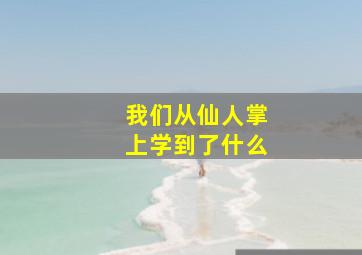 我们从仙人掌上学到了什么