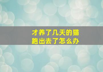 才养了几天的猫跑出去了怎么办