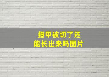 指甲被切了还能长出来吗图片