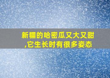 新疆的哈密瓜又大又甜,它生长时有很多姿态