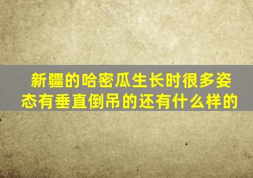 新疆的哈密瓜生长时很多姿态有垂直倒吊的还有什么样的