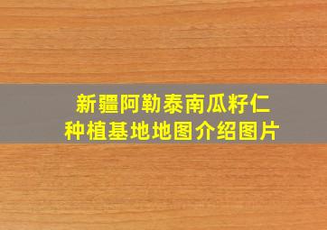 新疆阿勒泰南瓜籽仁种植基地地图介绍图片