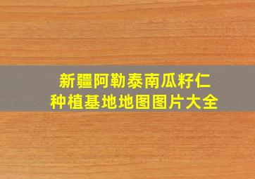 新疆阿勒泰南瓜籽仁种植基地地图图片大全