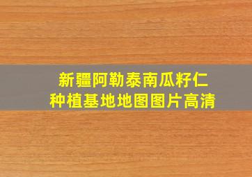 新疆阿勒泰南瓜籽仁种植基地地图图片高清