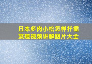 日本多肉小松怎样扦插繁殖视频讲解图片大全