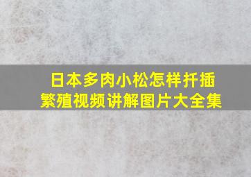 日本多肉小松怎样扦插繁殖视频讲解图片大全集