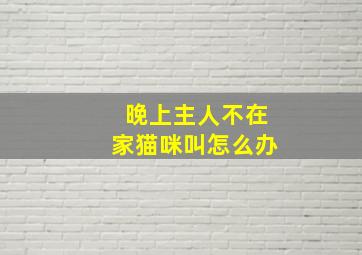 晚上主人不在家猫咪叫怎么办