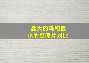 最大的鸟和最小的鸟图片对比