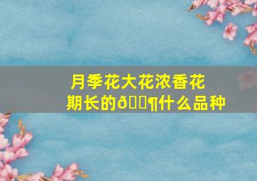 月季花大花浓香花期长的🈶什么品种