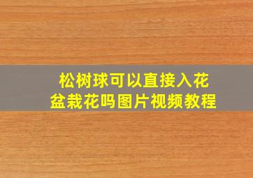 松树球可以直接入花盆栽花吗图片视频教程