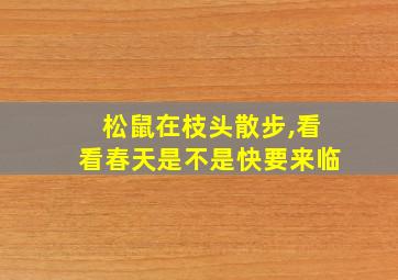 松鼠在枝头散步,看看春天是不是快要来临