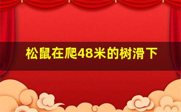 松鼠在爬48米的树滑下