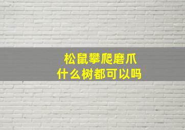 松鼠攀爬磨爪什么树都可以吗