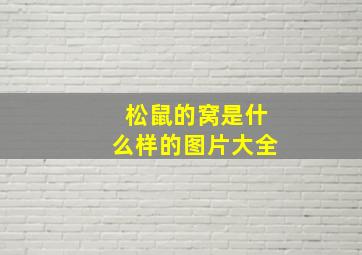 松鼠的窝是什么样的图片大全