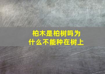 柏木是柏树吗为什么不能种在树上