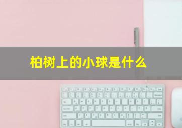 柏树上的小球是什么