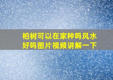 柏树可以在家种吗风水好吗图片视频讲解一下