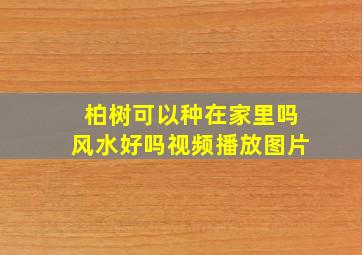 柏树可以种在家里吗风水好吗视频播放图片