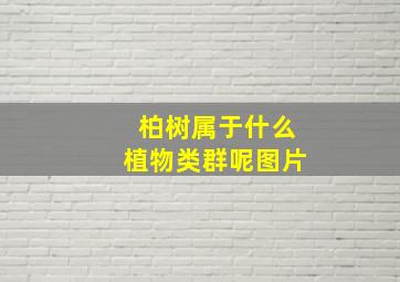 柏树属于什么植物类群呢图片