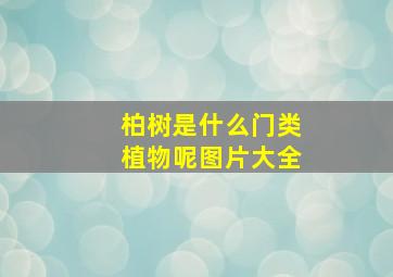 柏树是什么门类植物呢图片大全