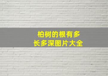 柏树的根有多长多深图片大全