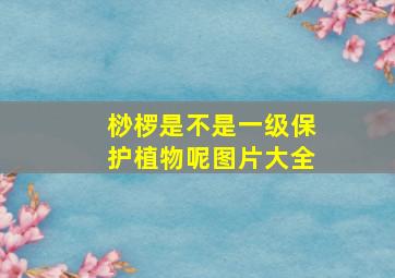 桫椤是不是一级保护植物呢图片大全