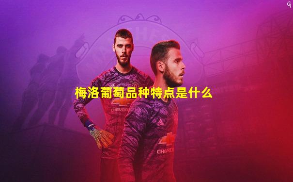 梅洛葡萄品种特点是什么