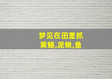 梦见在田里抓黄鳝,泥鳅,鱼