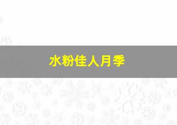 水粉佳人月季