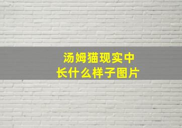 汤姆猫现实中长什么样子图片