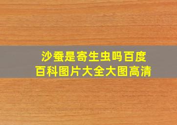 沙蚕是寄生虫吗百度百科图片大全大图高清