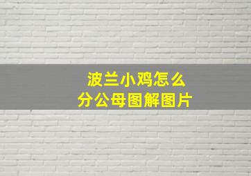 波兰小鸡怎么分公母图解图片