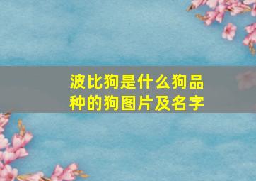 波比狗是什么狗品种的狗图片及名字