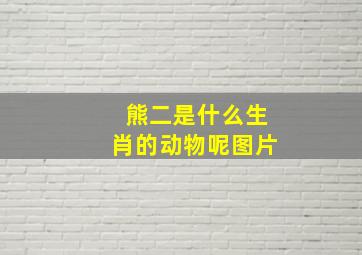 熊二是什么生肖的动物呢图片