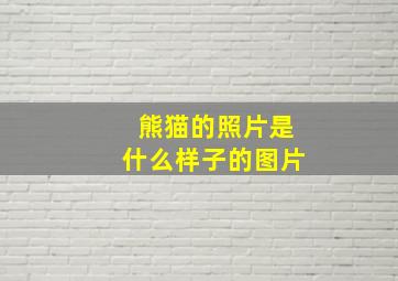 熊猫的照片是什么样子的图片