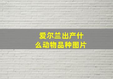 爱尔兰出产什么动物品种图片