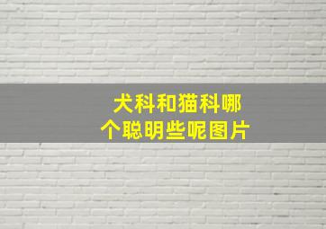 犬科和猫科哪个聪明些呢图片