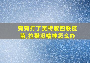 狗狗打了英特威四联疫苗,拉稀没精神怎么办