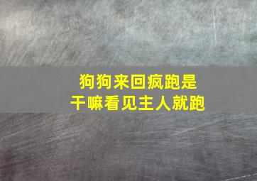 狗狗来回疯跑是干嘛看见主人就跑