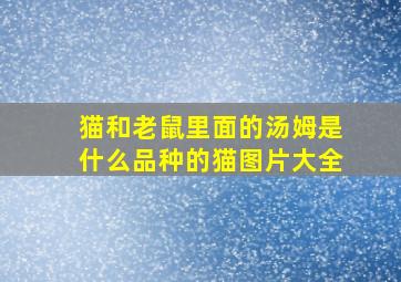 猫和老鼠里面的汤姆是什么品种的猫图片大全