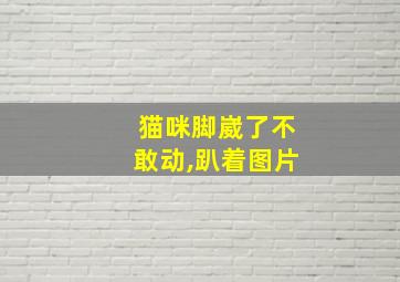 猫咪脚崴了不敢动,趴着图片