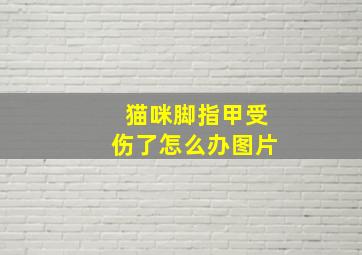 猫咪脚指甲受伤了怎么办图片