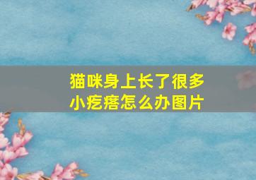 猫咪身上长了很多小疙瘩怎么办图片