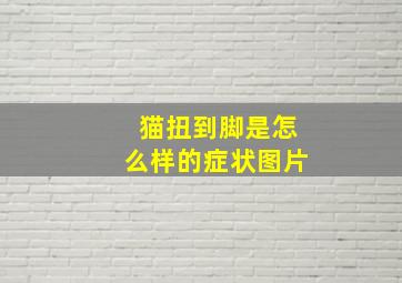 猫扭到脚是怎么样的症状图片