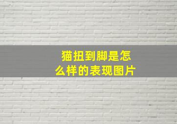 猫扭到脚是怎么样的表现图片