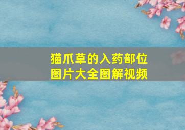 猫爪草的入药部位图片大全图解视频