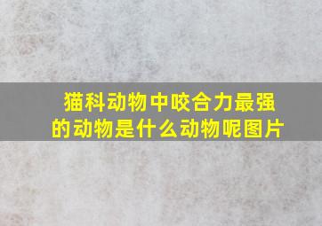 猫科动物中咬合力最强的动物是什么动物呢图片