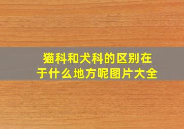 猫科和犬科的区别在于什么地方呢图片大全