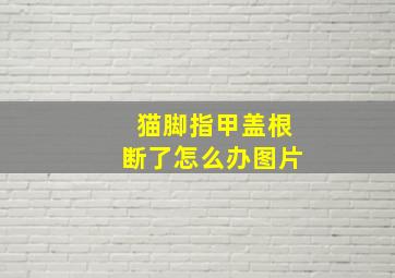 猫脚指甲盖根断了怎么办图片